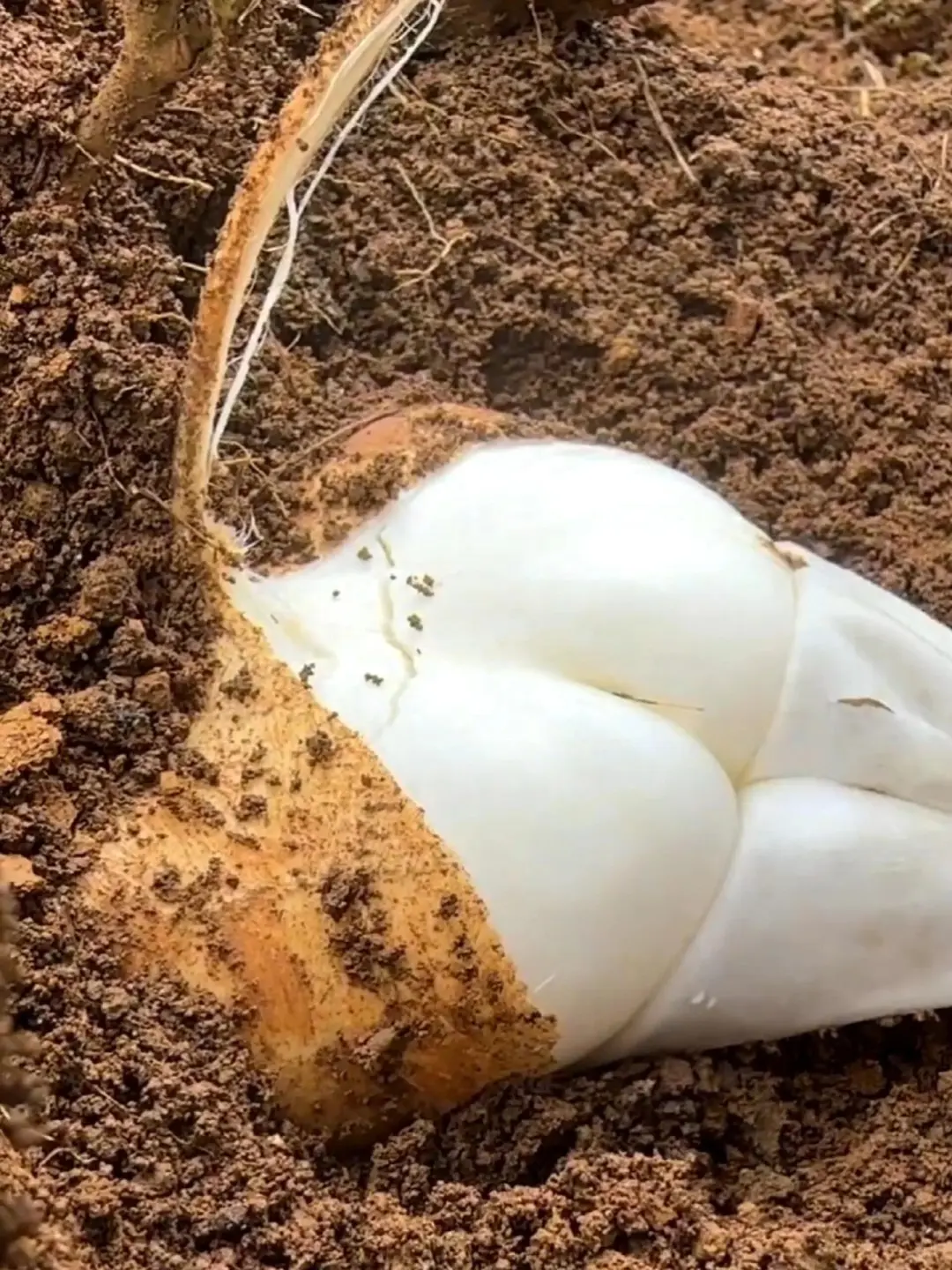 一款长在地里的水果，网友都说比苹果好吃