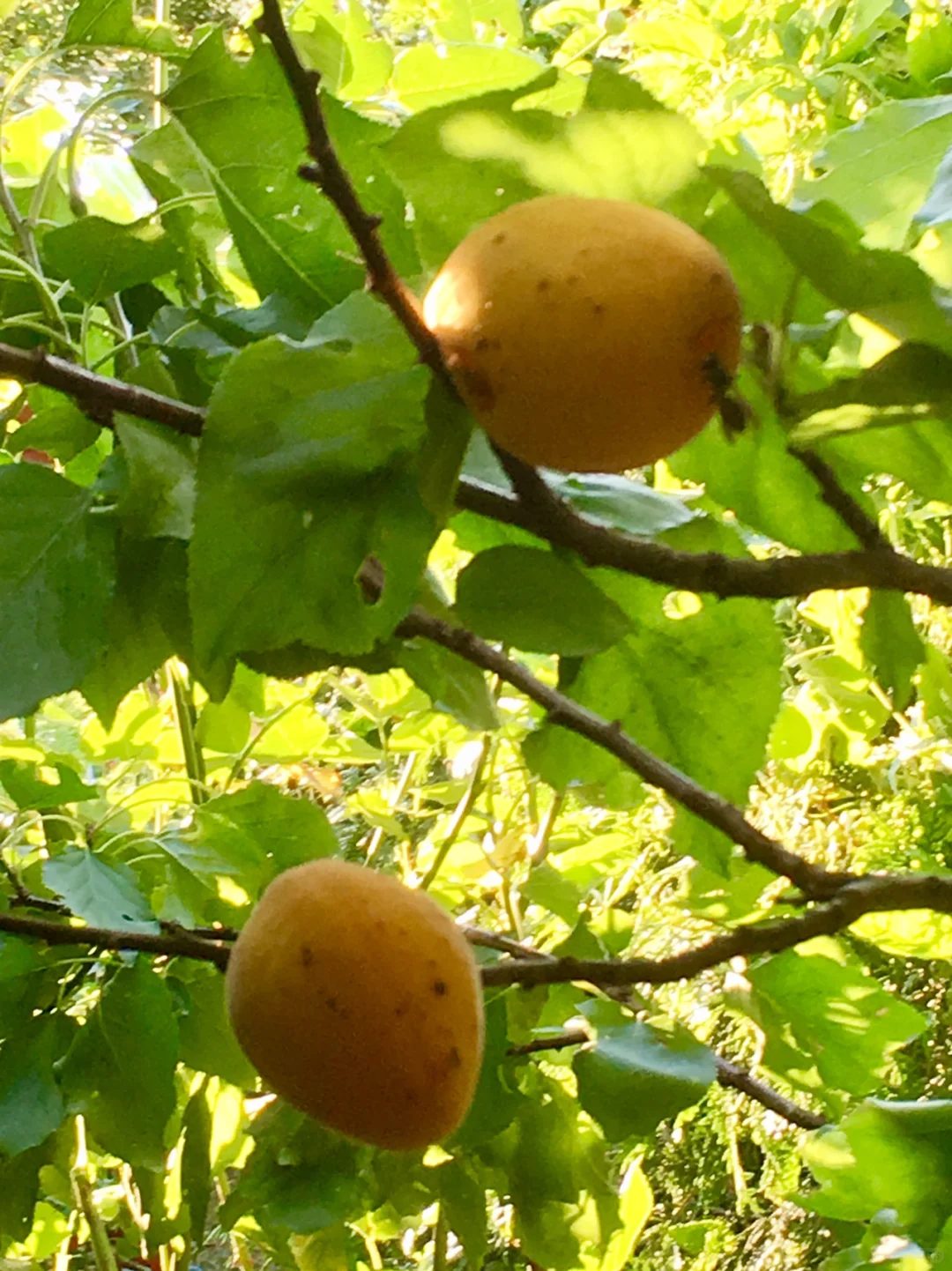 花园里的水果和蔬菜