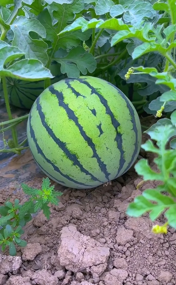 这个夏天太喜欢了！