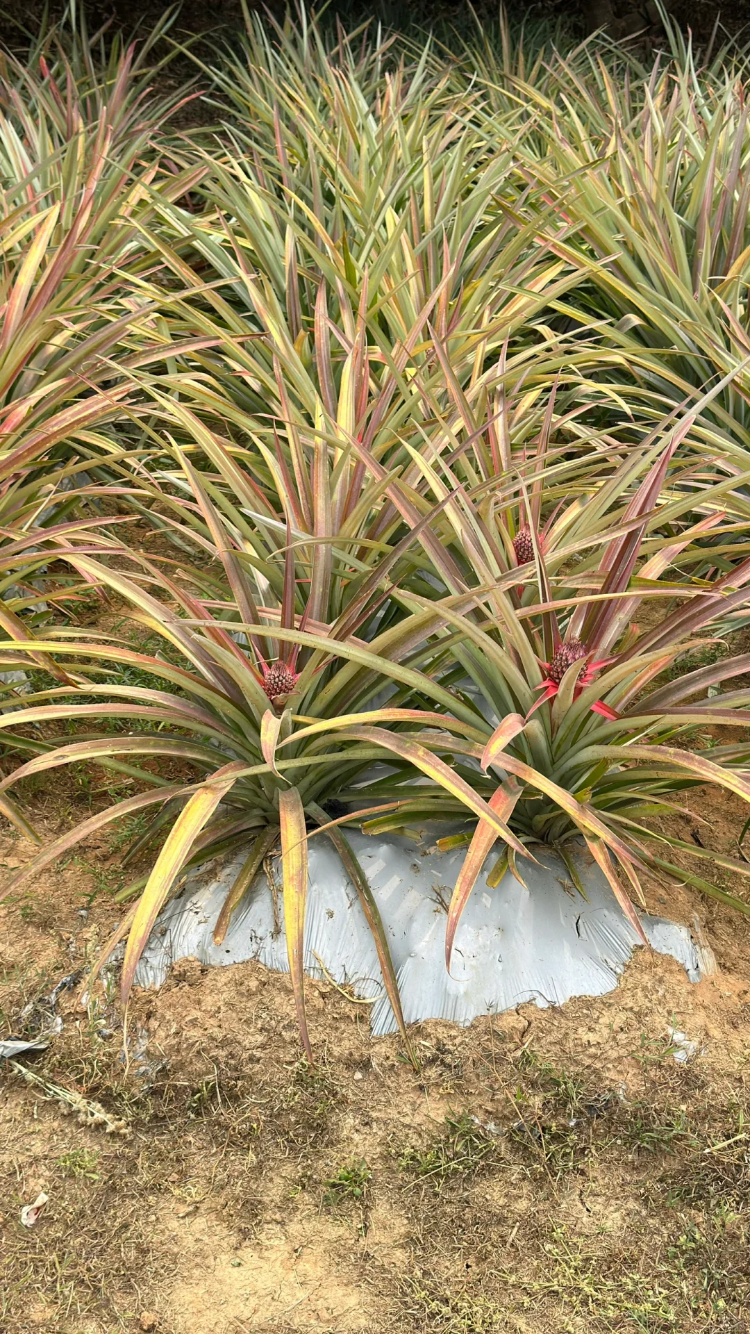 热带水果种植园里长点知识