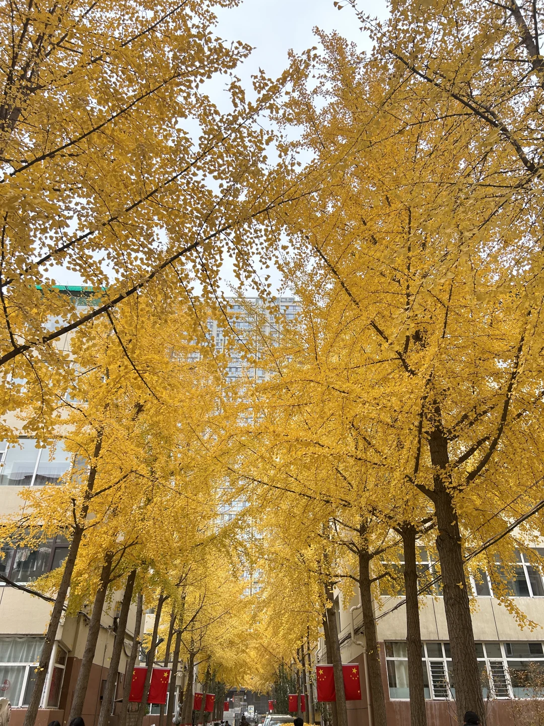 11?️6日|老军营银杏树实拍?
