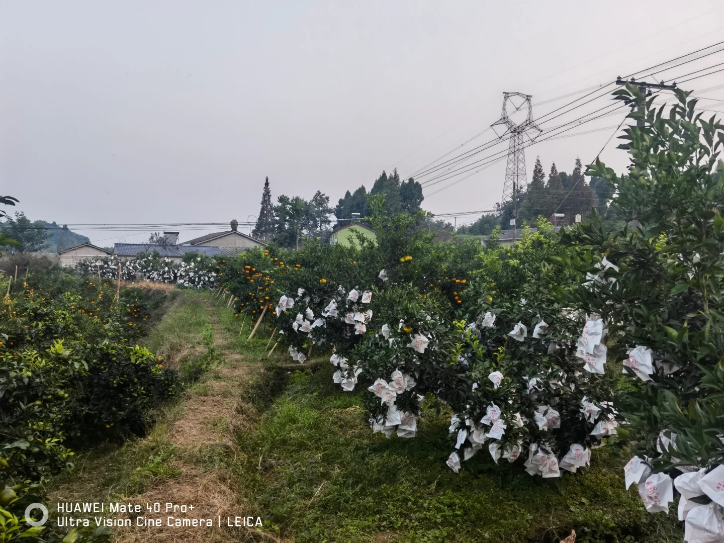 如何才帮父母把几万斤的水果卖出去啊？