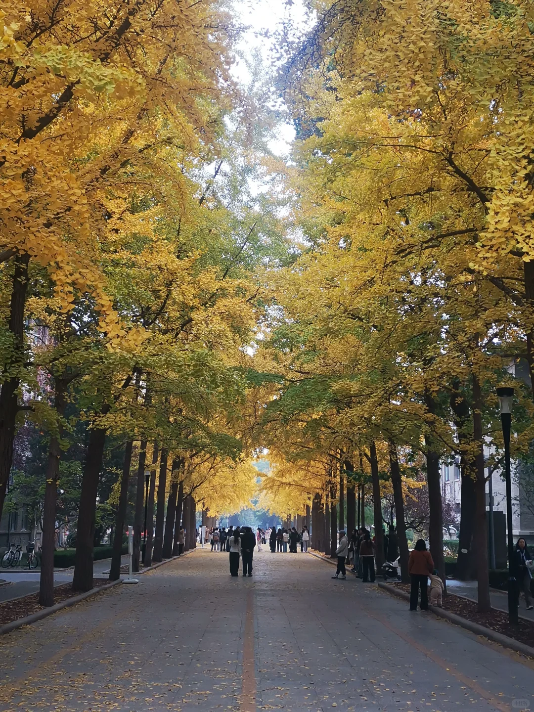 20251105「北京林业大学银杏大道」