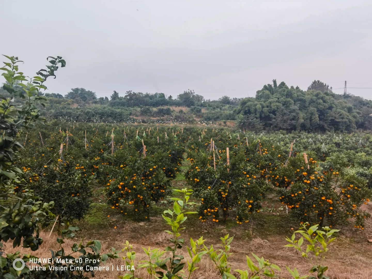 如何才帮父母把几万斤的水果卖出去啊？