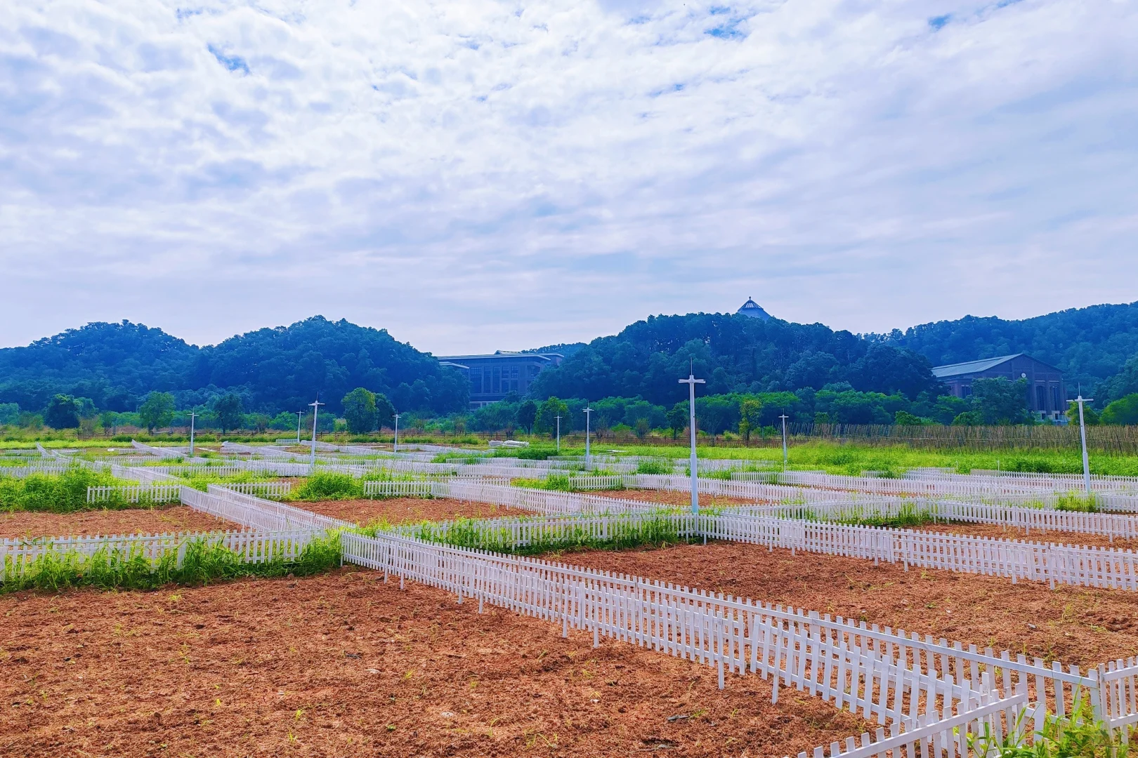 深圳光明中山大学旁农场开园，田园生活攻略