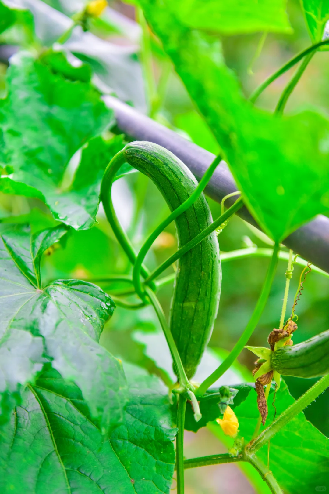 别说想回村了，你认识这里几种农作物？