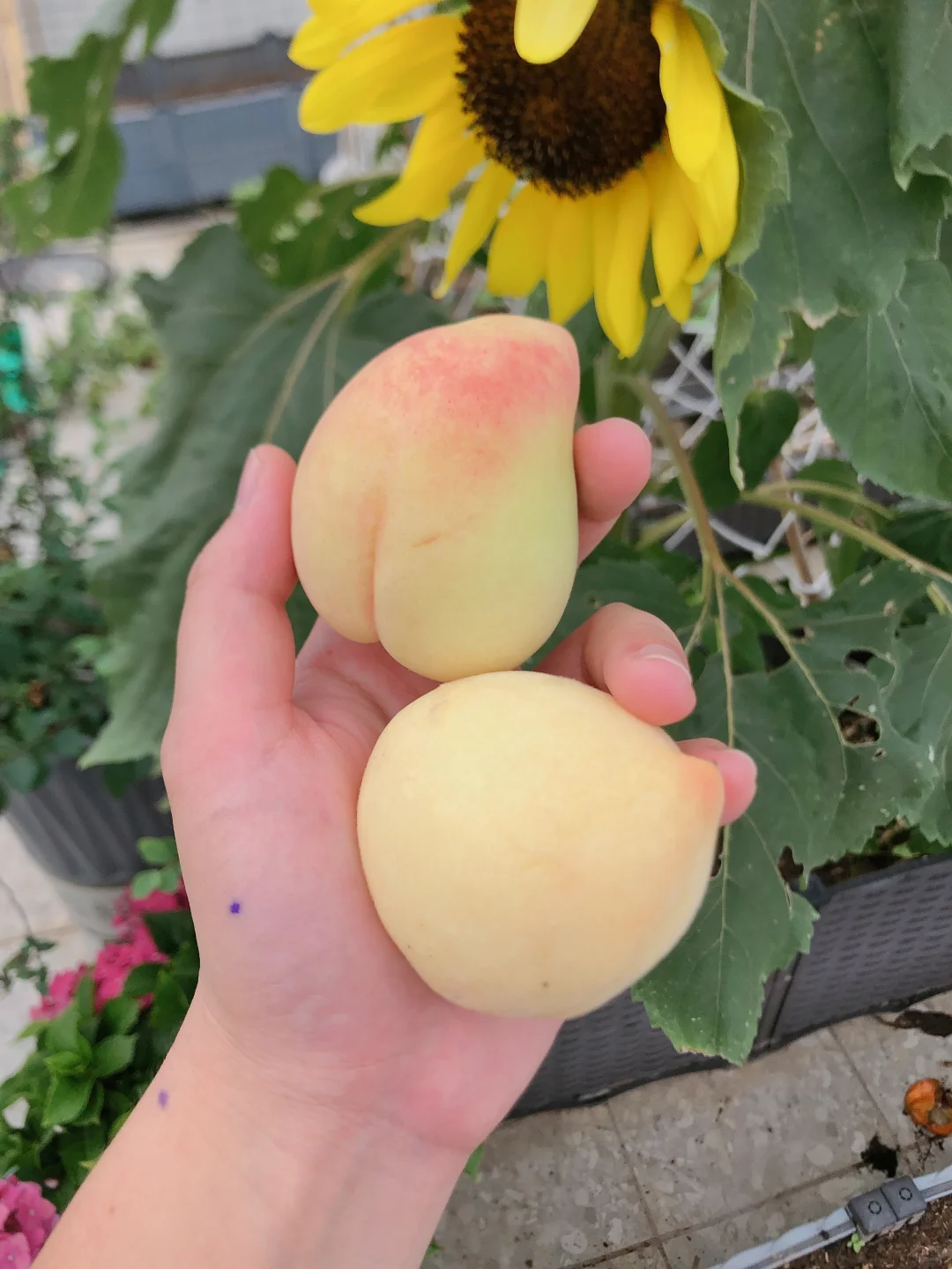 自己种超甜，想吃就吃