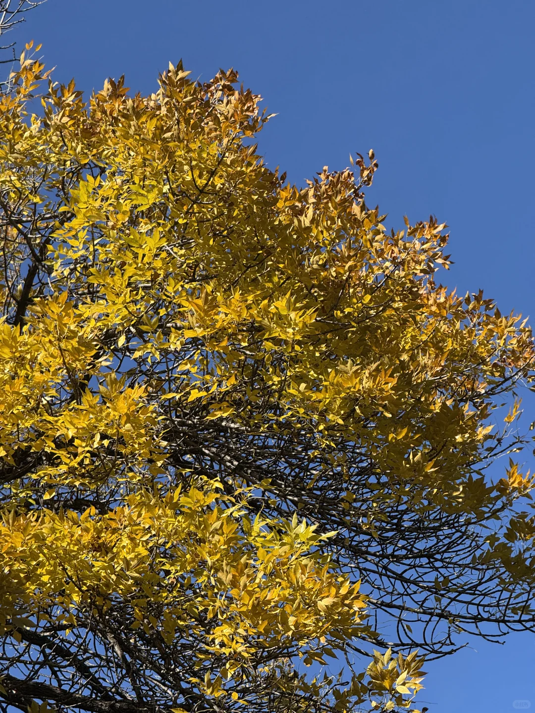北林的秋天太权威了