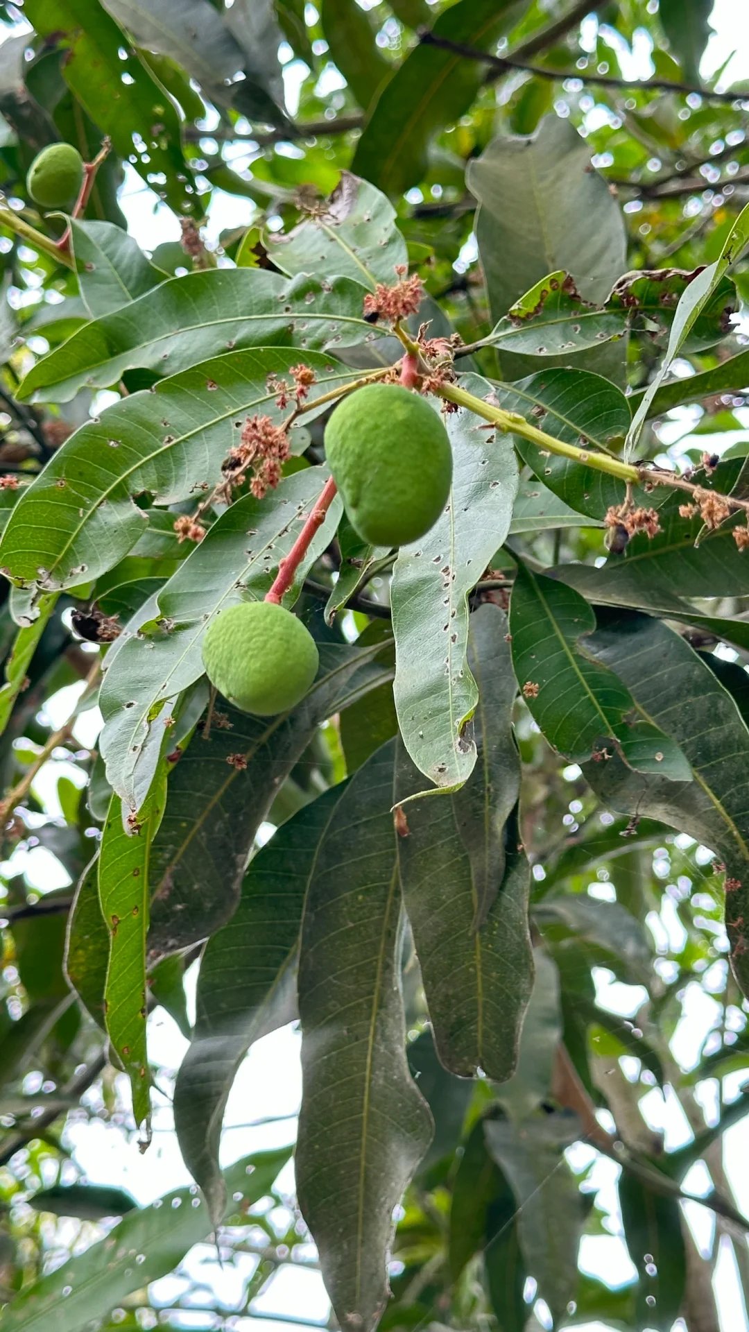 热带水果种植园里长点知识