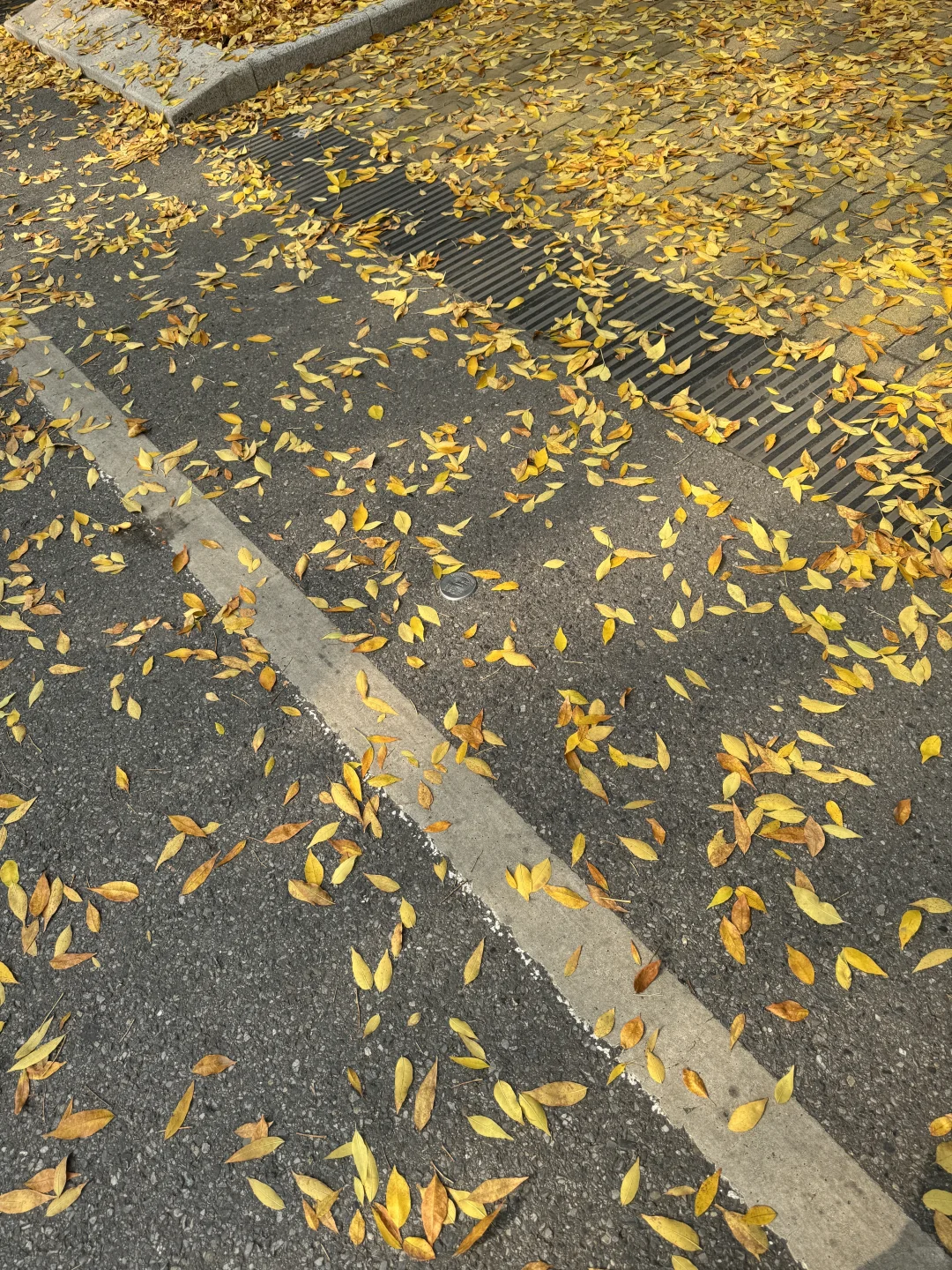 北林的秋天太权威了