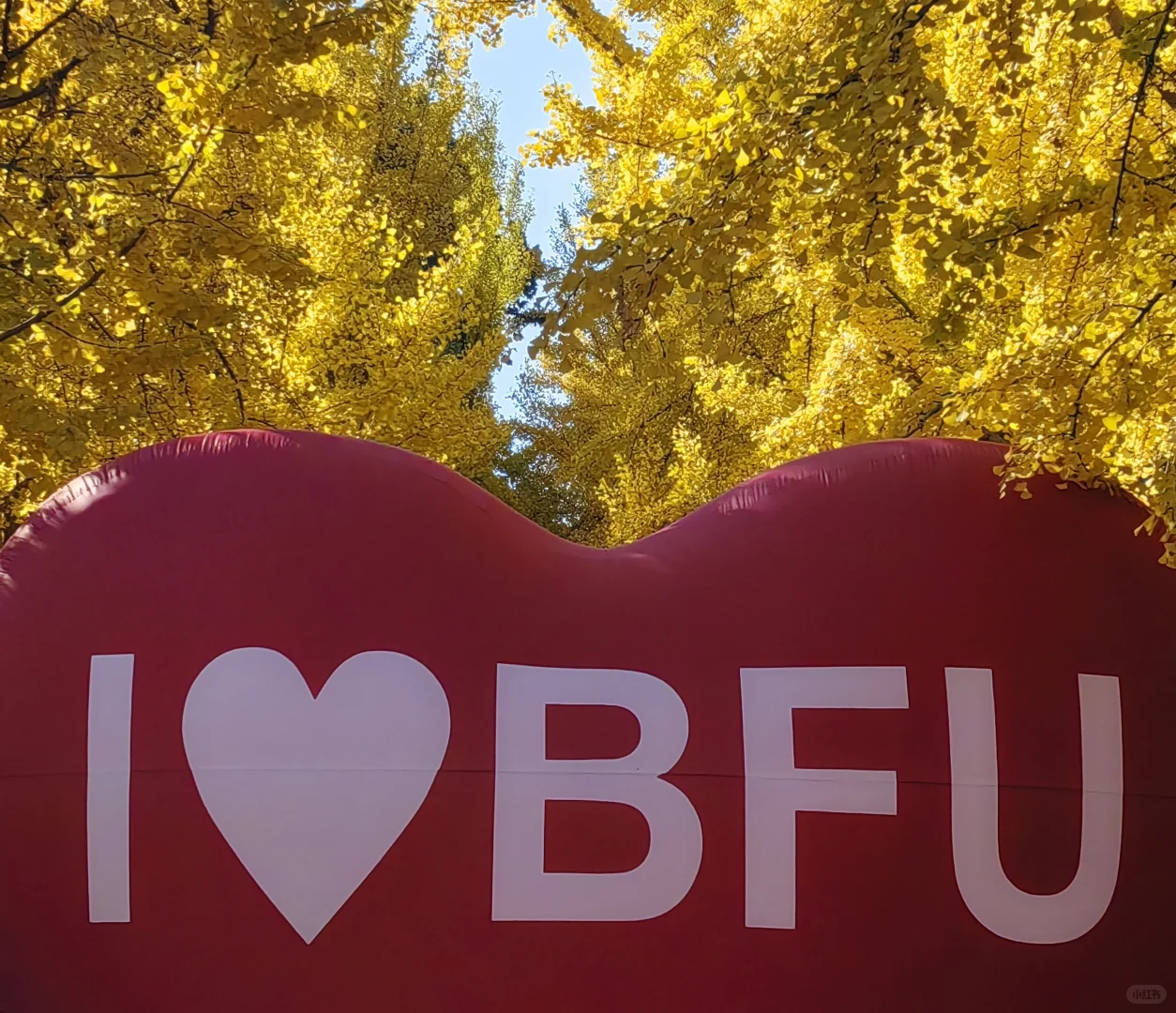 20251101-11（北京林业大学银杏大道）