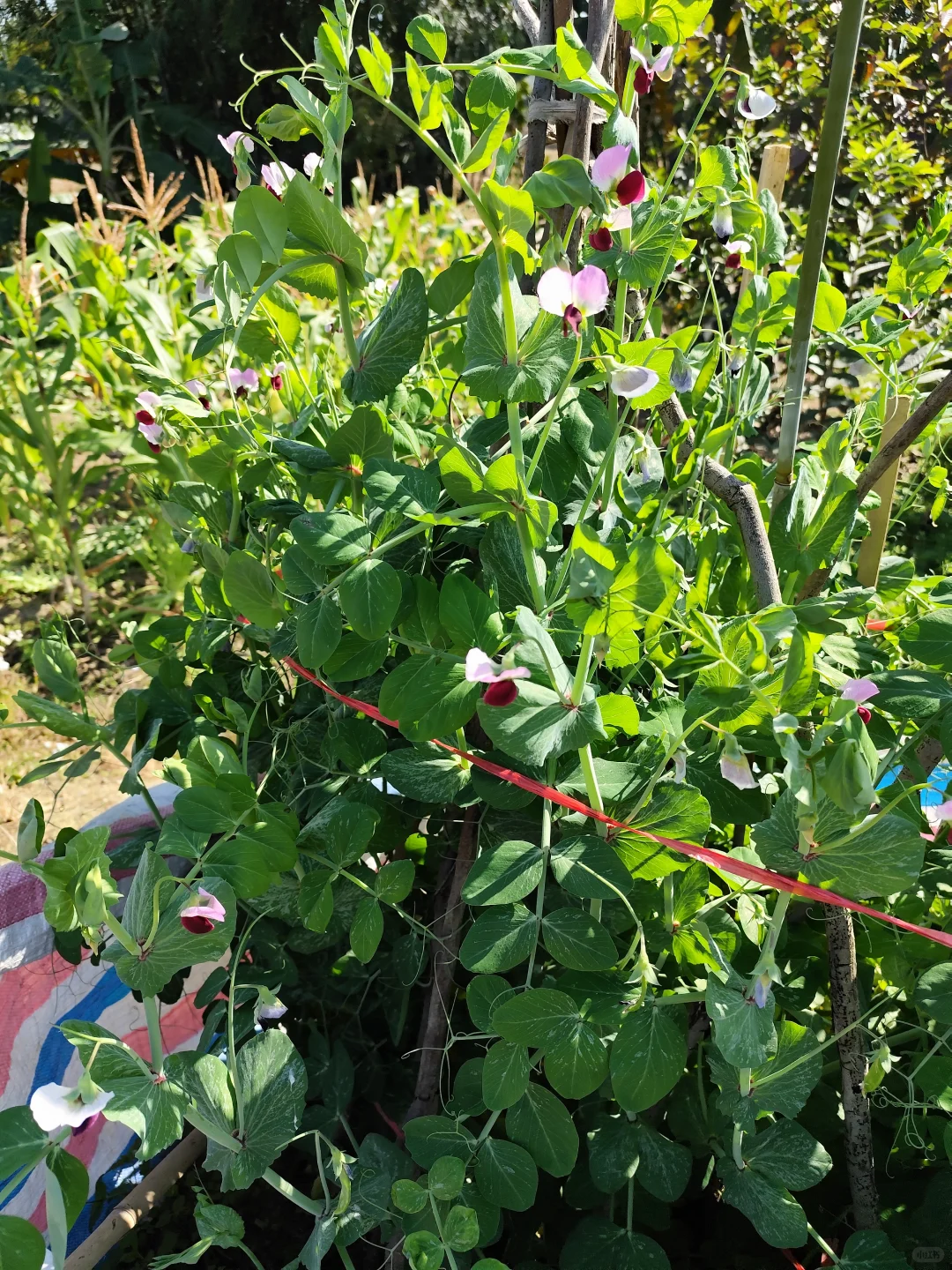 地里种的水果蔬菜，看看都认识吗?