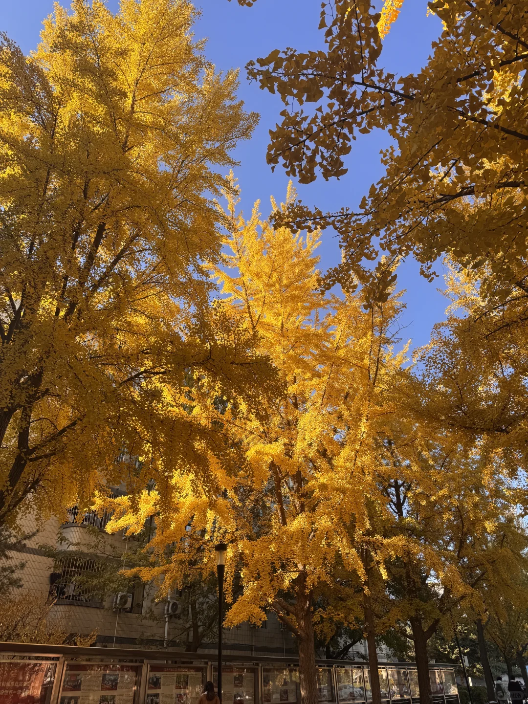 北林的秋天太权威了