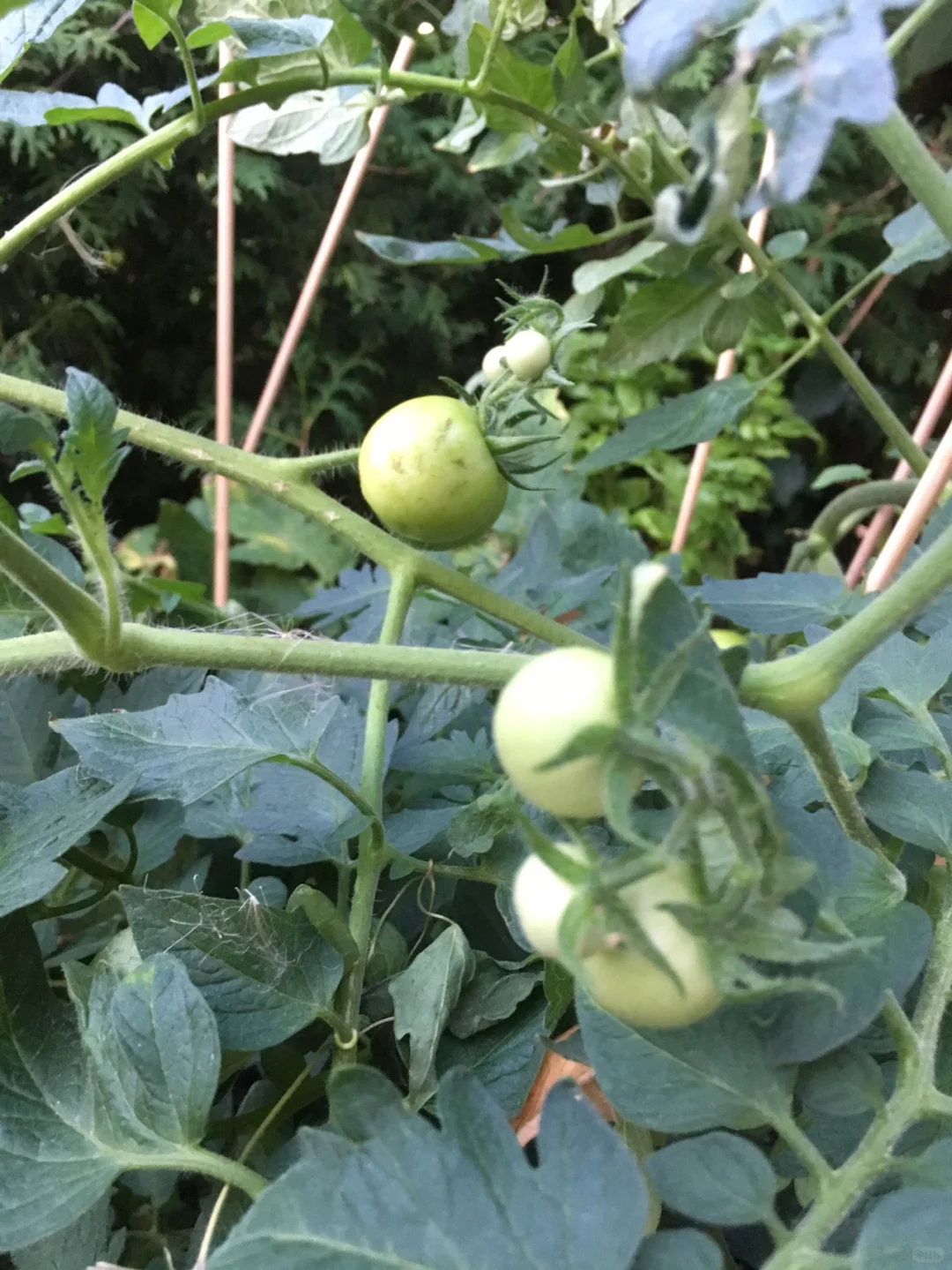 花园里的水果和蔬菜