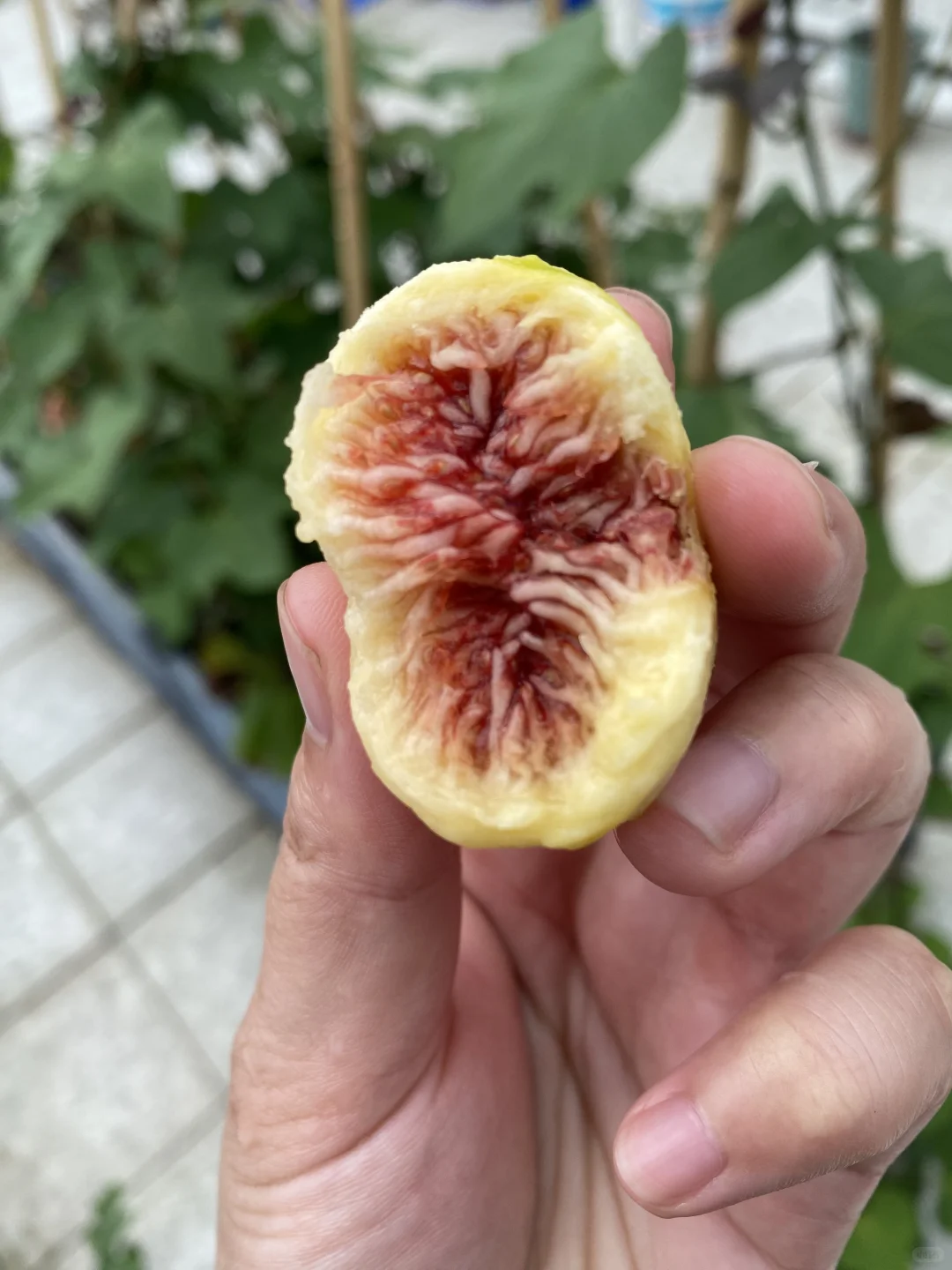 自己种超甜，想吃就吃