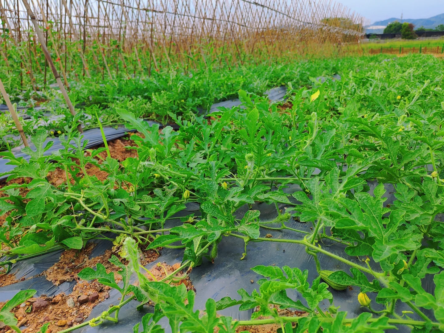 深圳光明中山大学旁农场开园，田园生活攻略