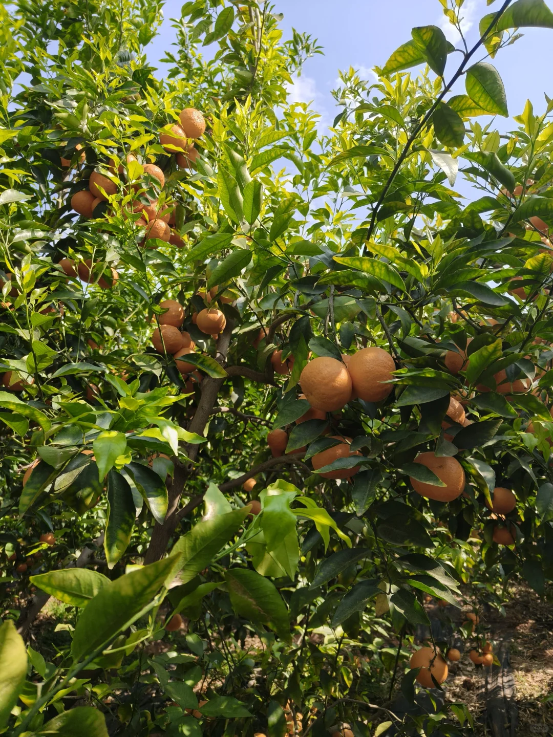 树上的沃柑真好吃?春茶美器