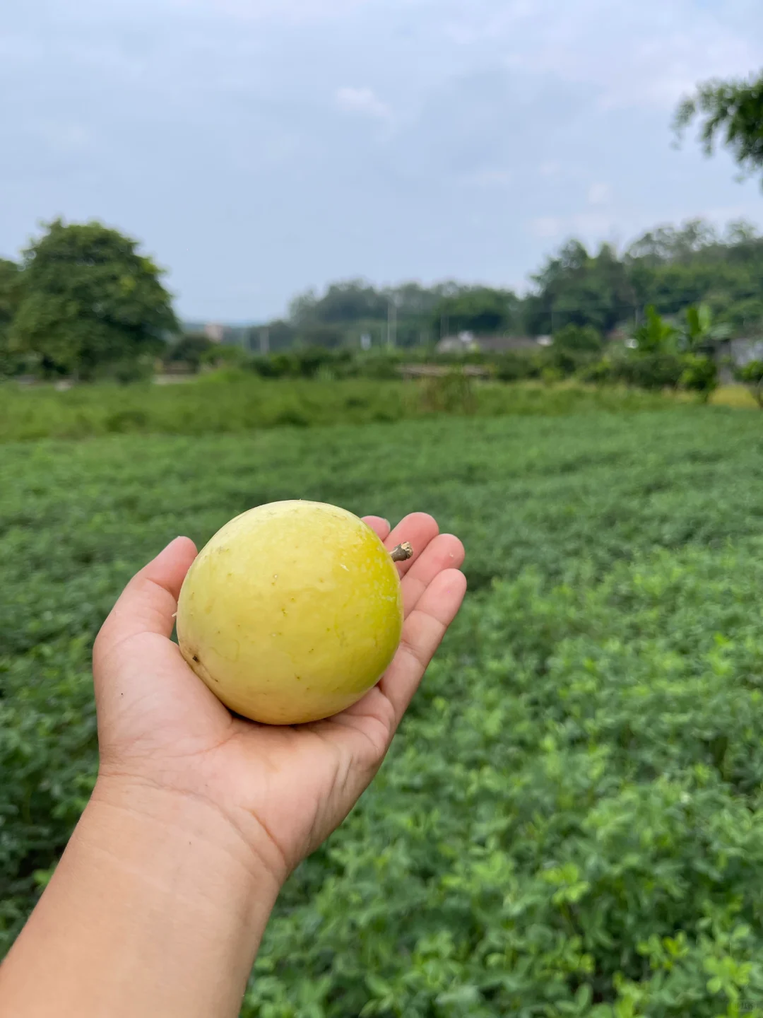 你的家乡有这种水果吗