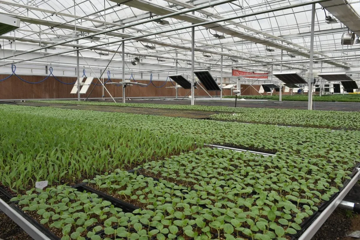 农业种植园，果树、蔬菜水果采摘园新鲜蔬果