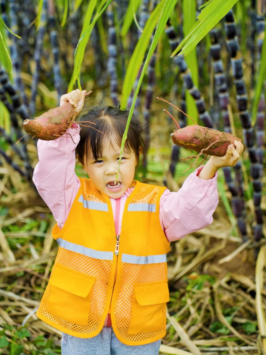 周末遛娃??砍甘蔗、挖红薯、做糖葫芦