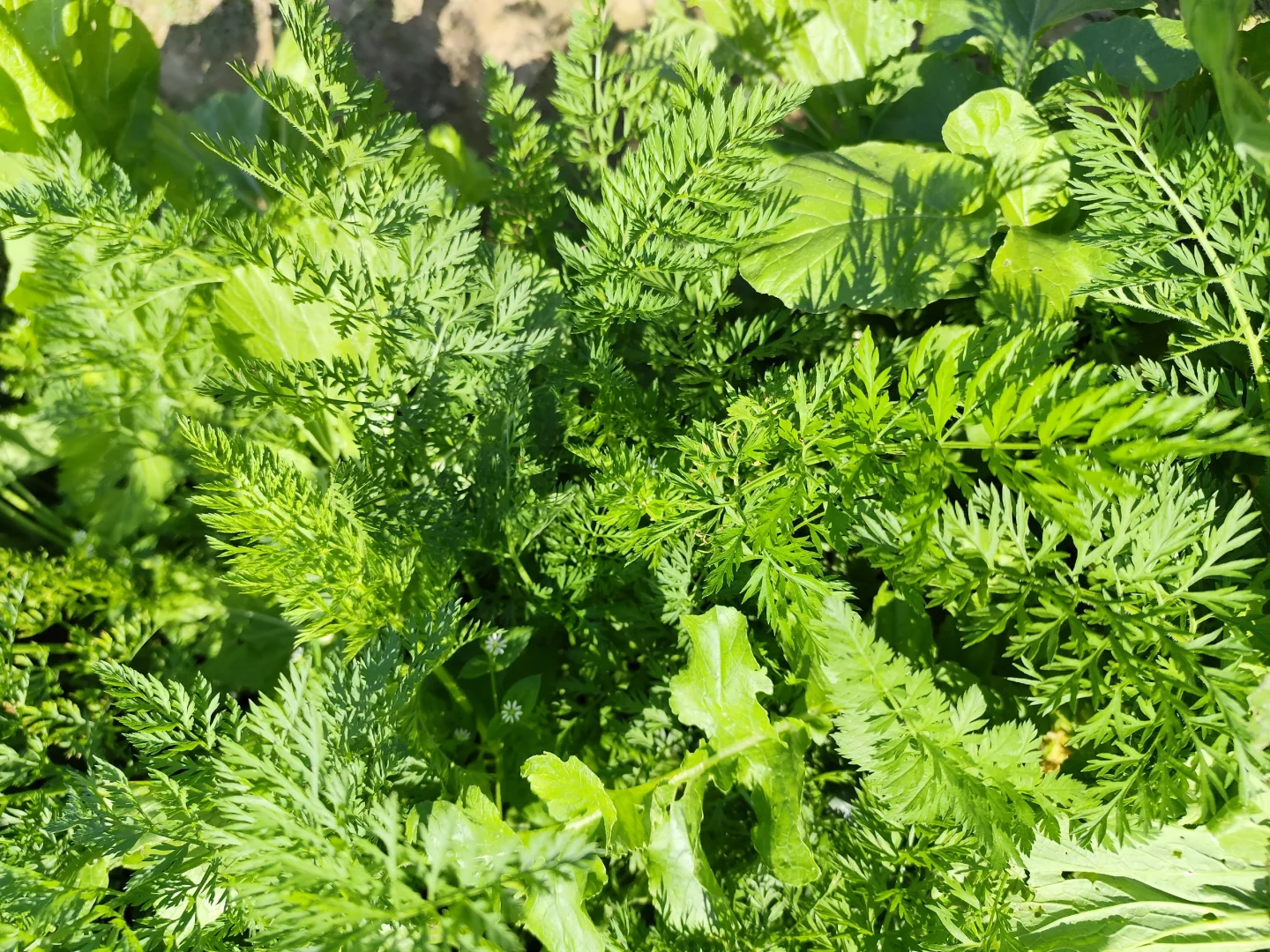 地里种的水果蔬菜，看看都认识吗?