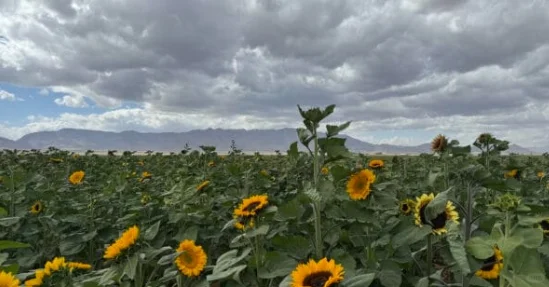 Tucson 图森 走咱们去摘南瓜了！