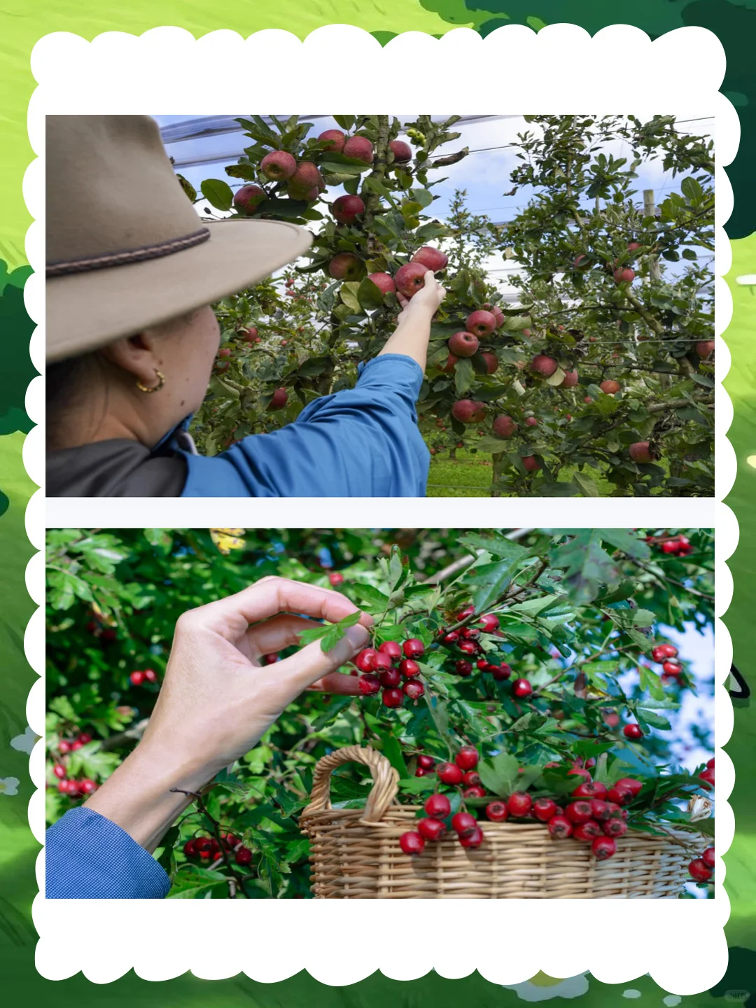 幼儿园大班社会优质公开课《大丰收》秋收