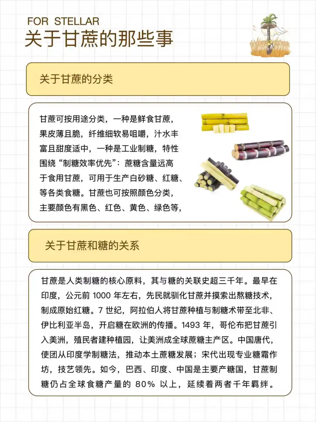 甘蔗科普｜关于甘蔗的甜味故事