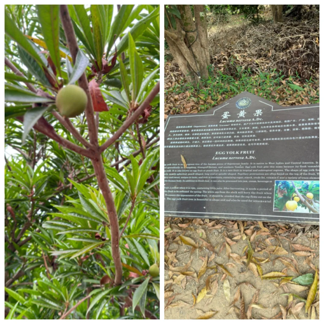 热带水果种植园里长点知识