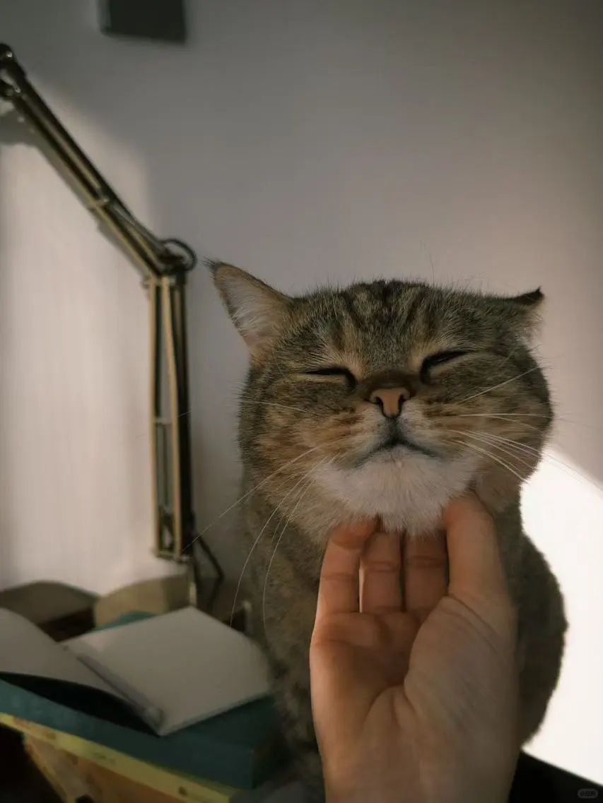 一个人、四个账号、八万关注、彻底不上班了。