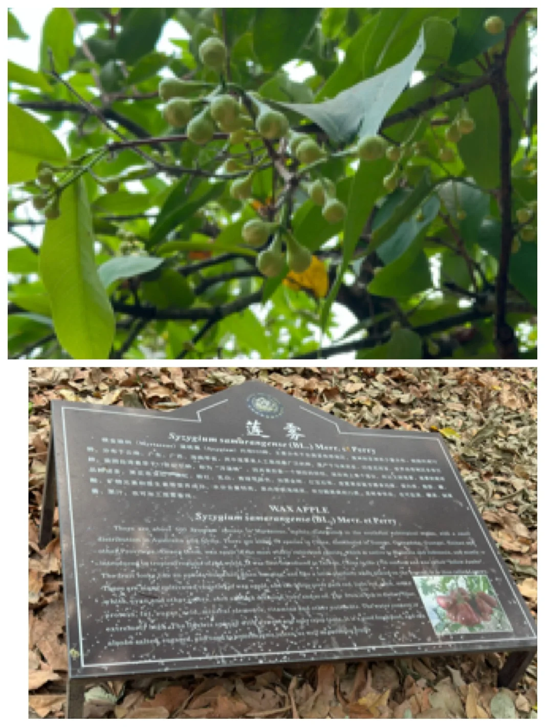 热带水果种植园里长点知识