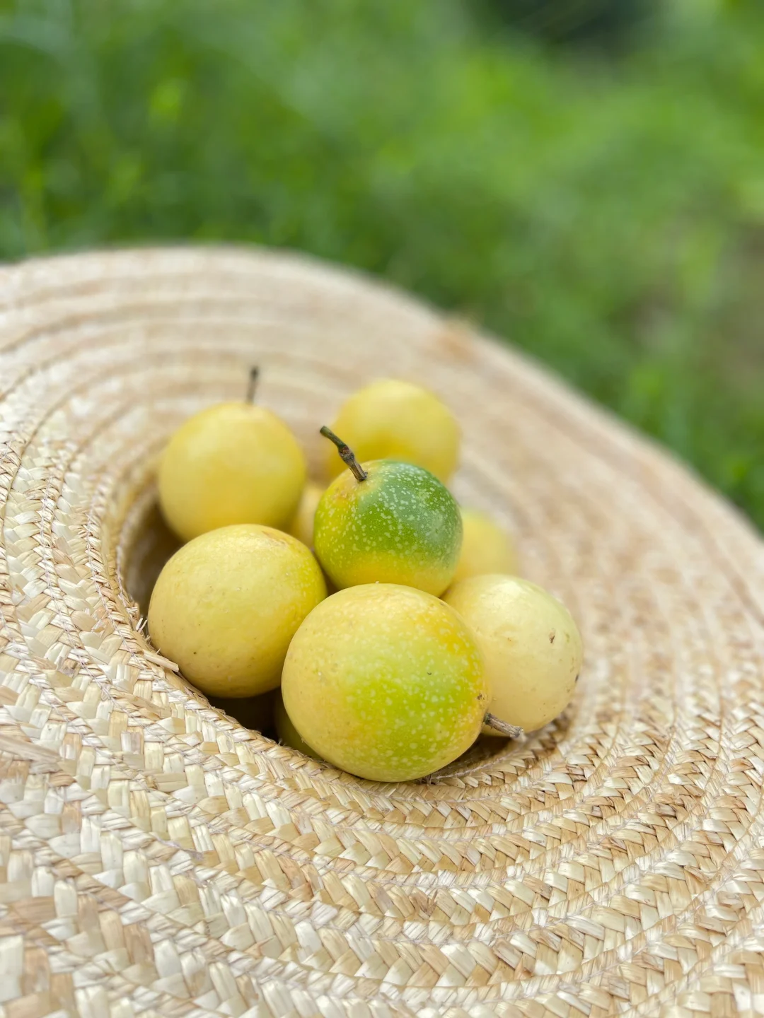 你的家乡有这种水果吗