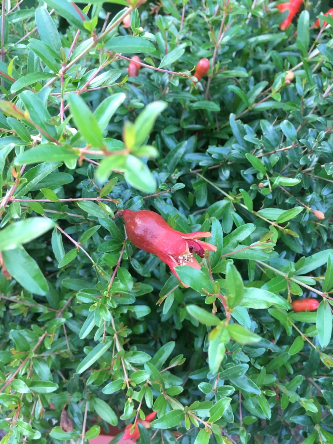 花园里的水果和蔬菜