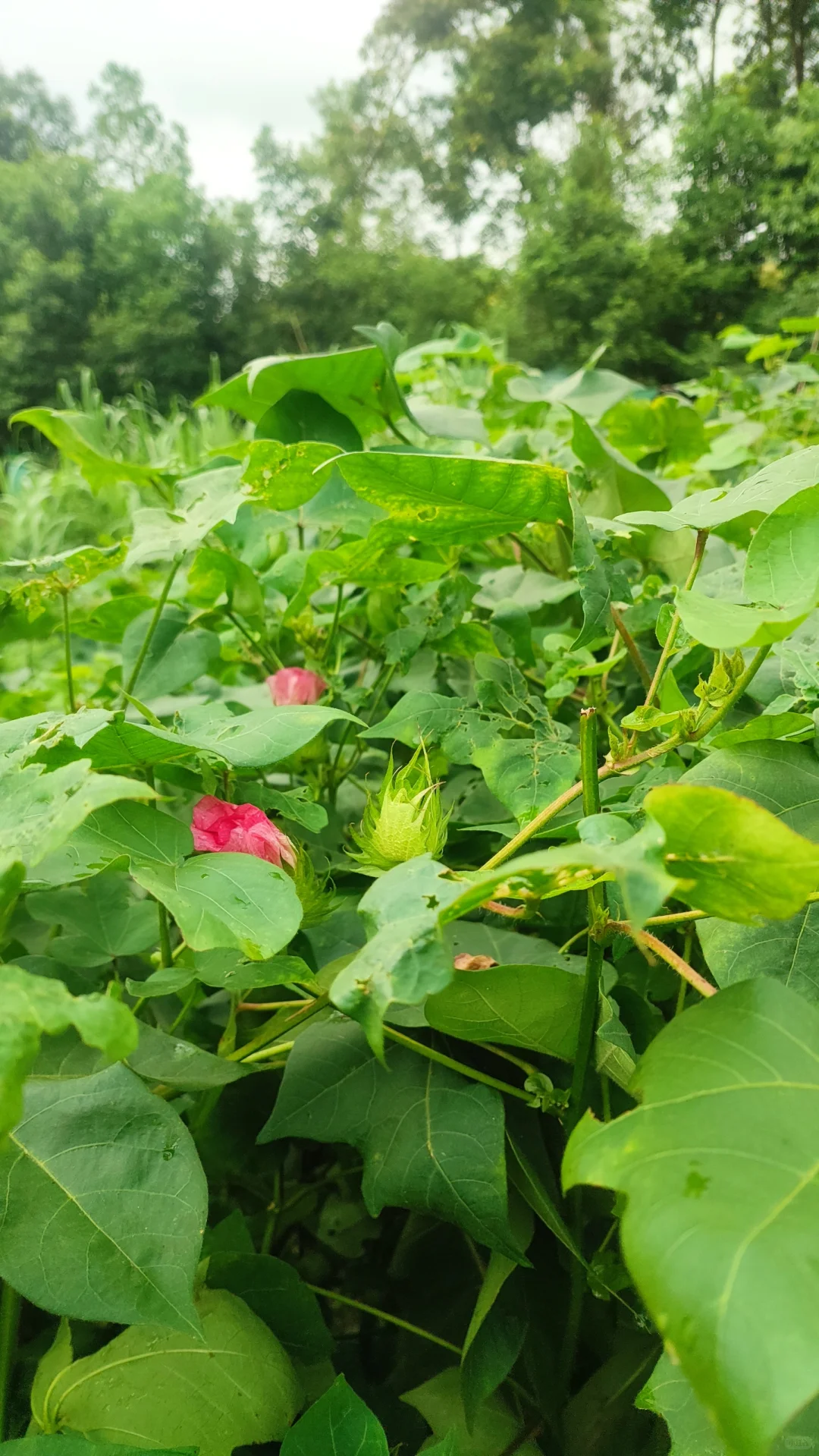 别说想回村了，你认识这里几种农作物？