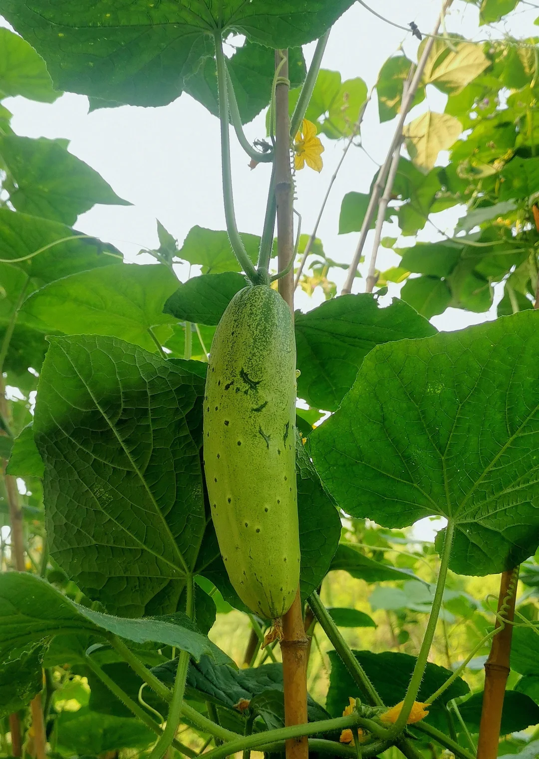 这个夏天太喜欢了！