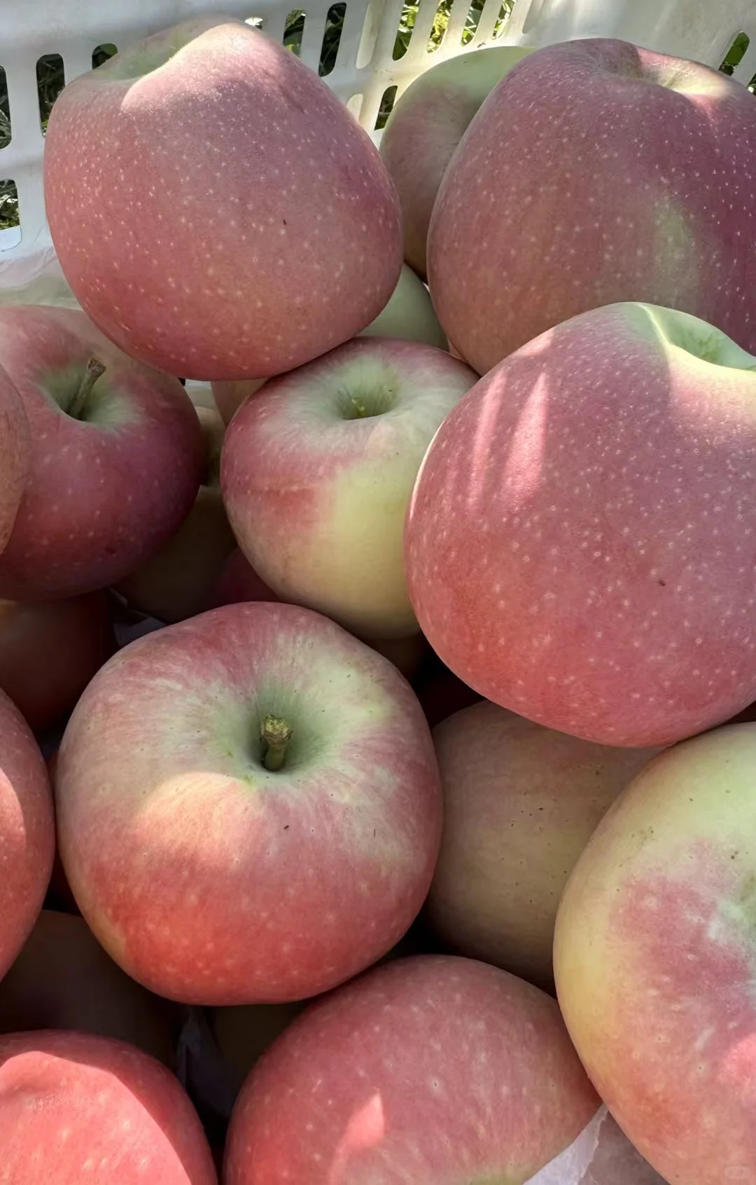 今日果园现摘～?