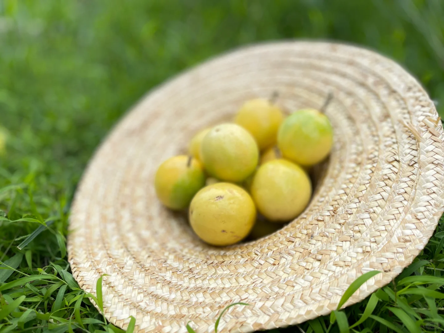 你的家乡有这种水果吗