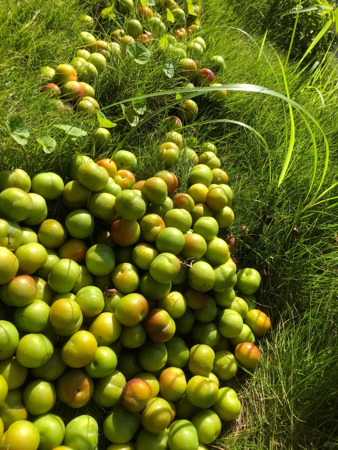 李子纯天然果实，给你清凉一夏的口感！！！