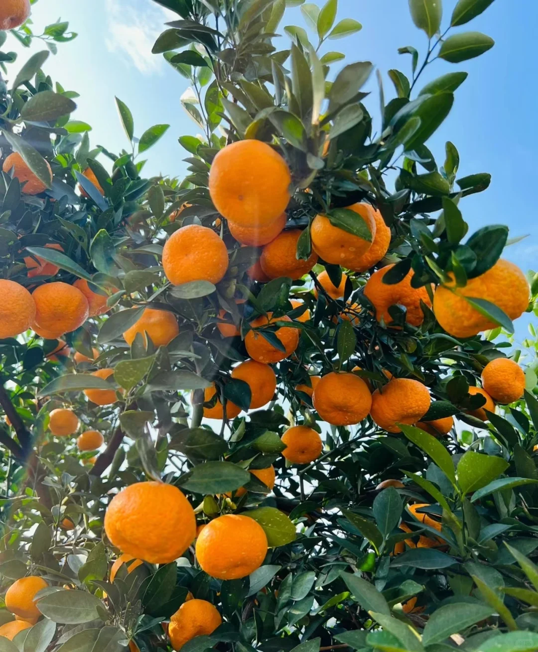 如何才帮父母把几万斤的水果卖出去啊？