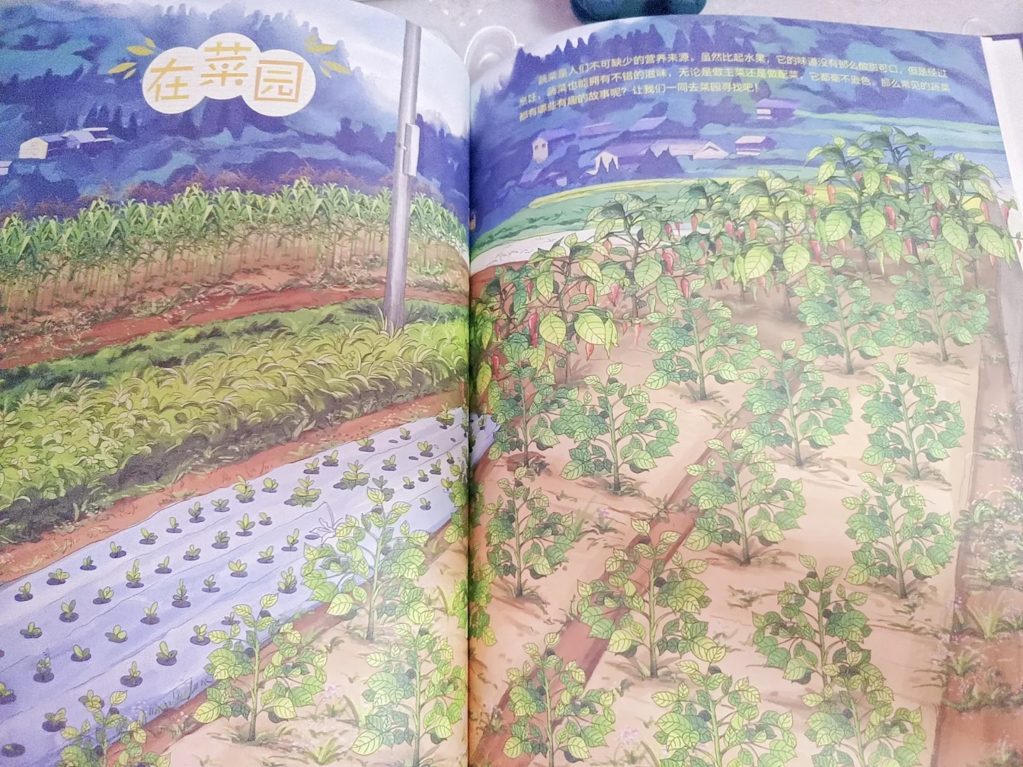 一起去野外吧——美味果蔬篇