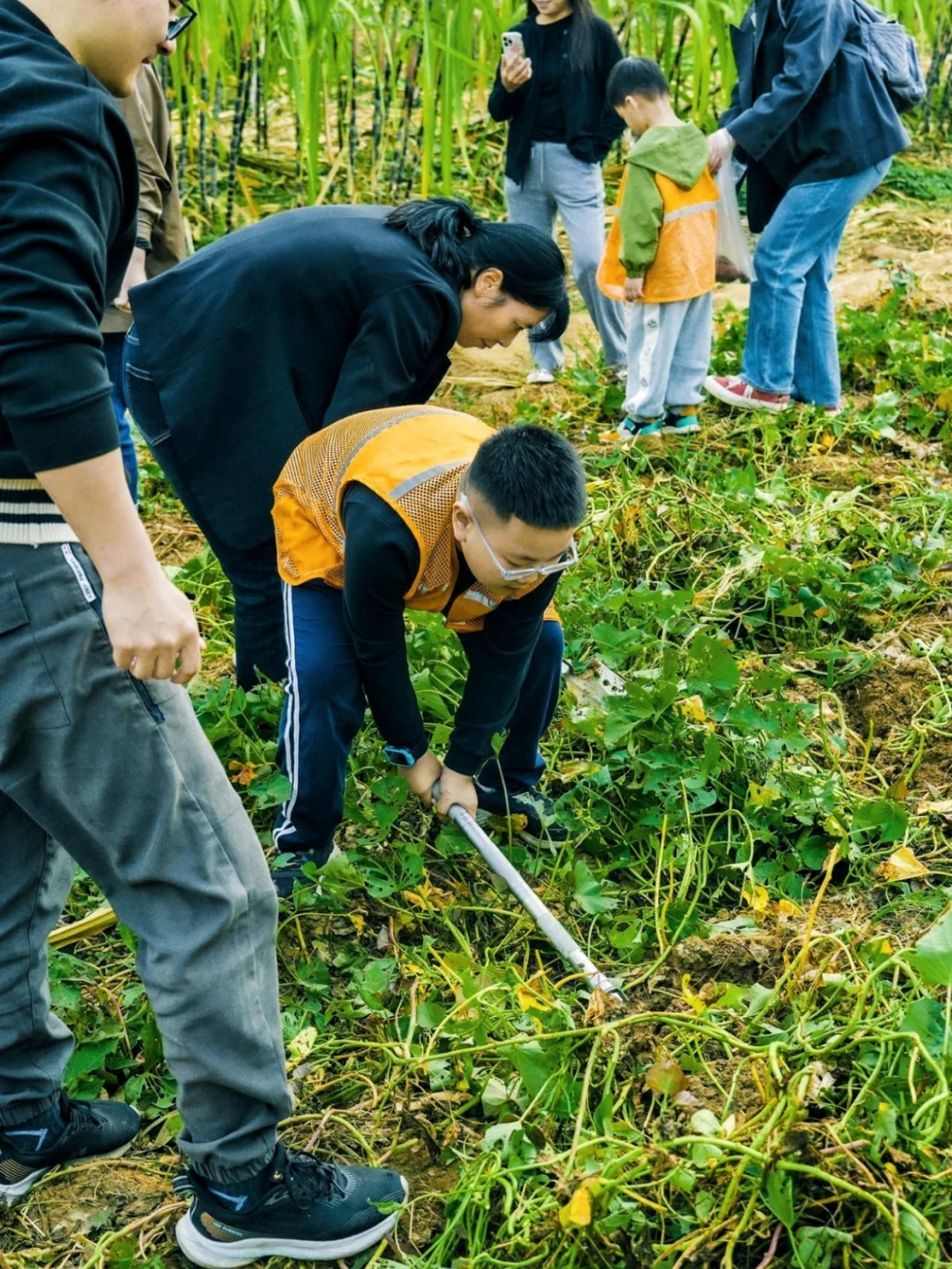 周末遛娃??砍甘蔗、挖红薯、做糖葫芦