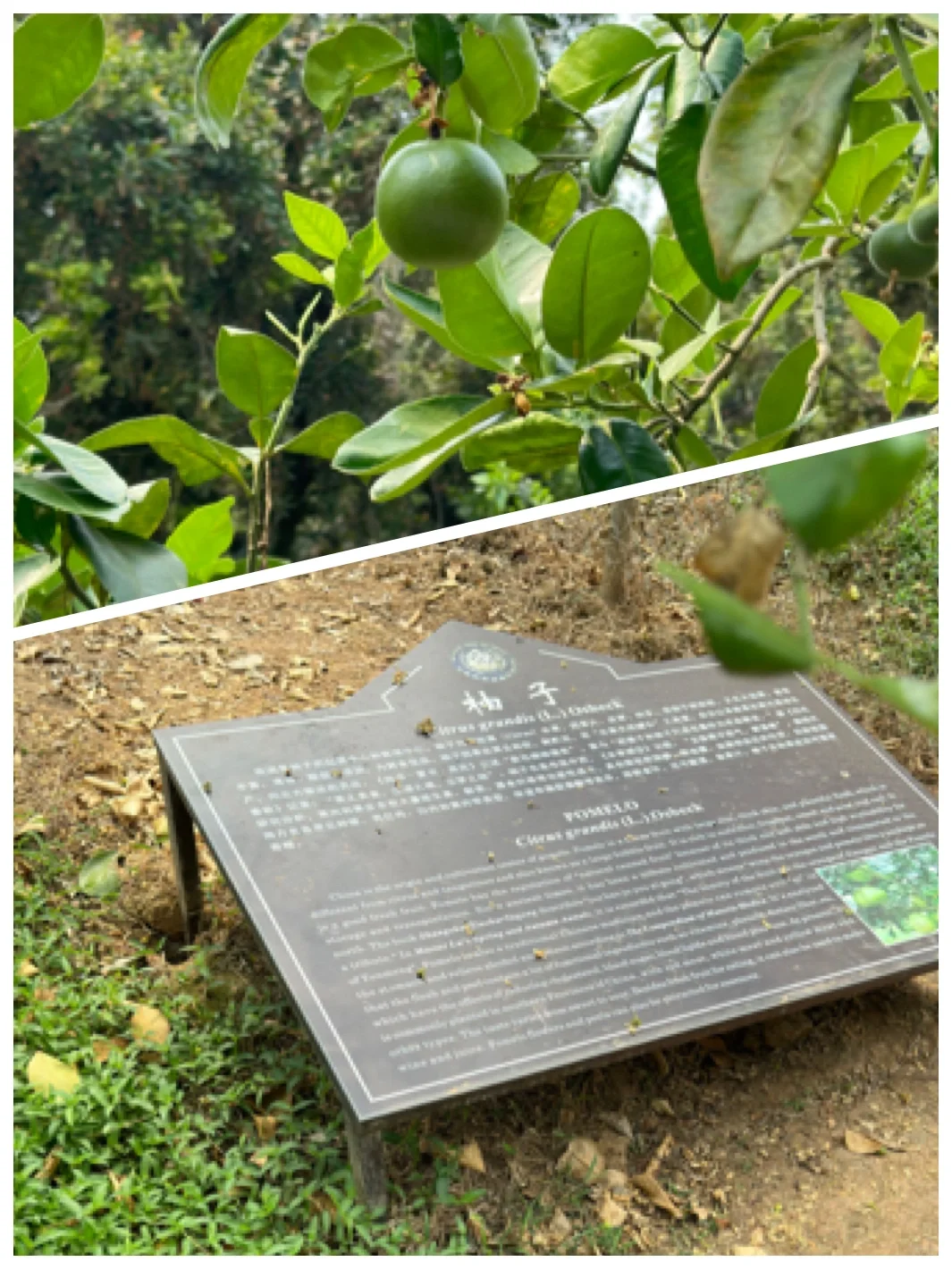 热带水果种植园里长点知识