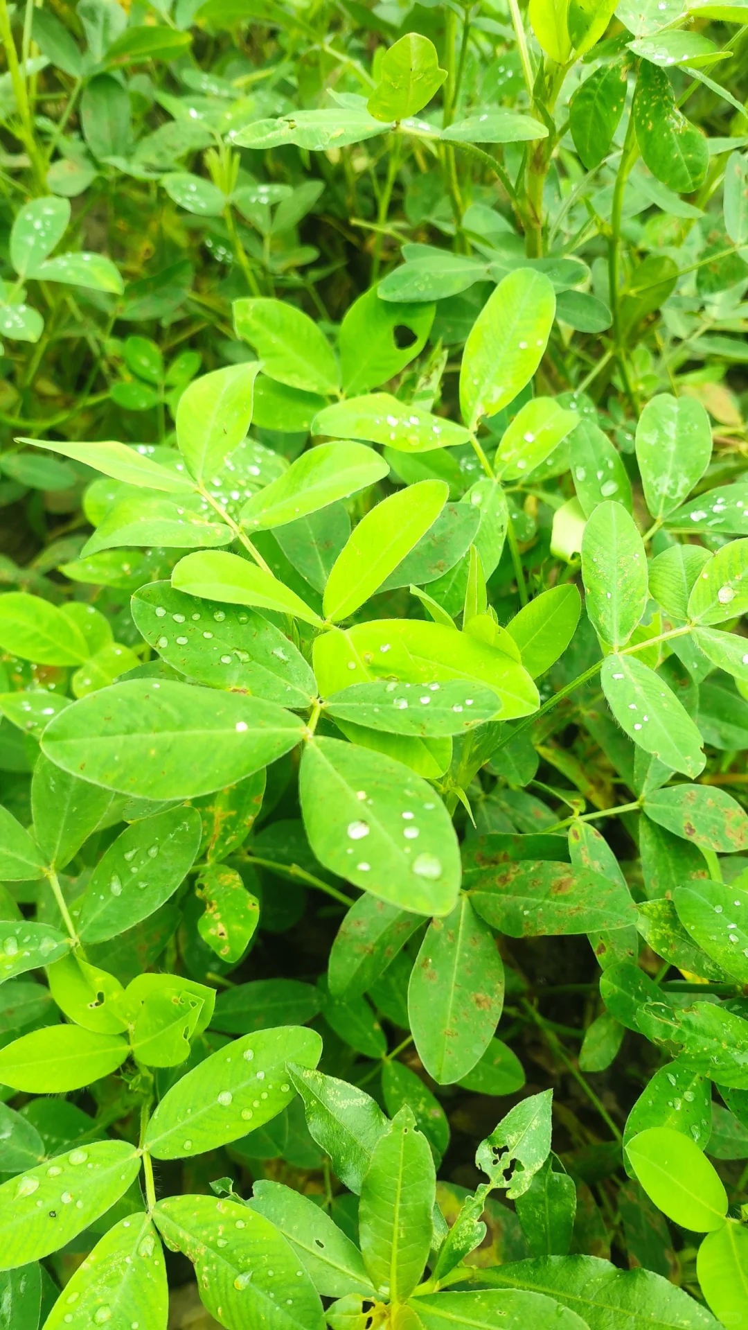 别说想回村了，你认识这里几种农作物？