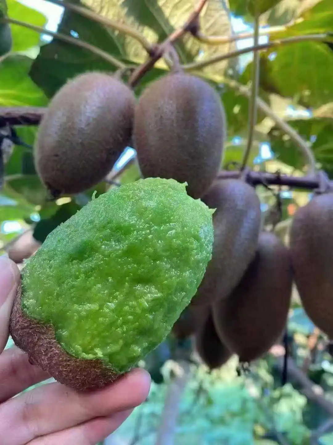 这猕猴桃谁不爱啊！！！
