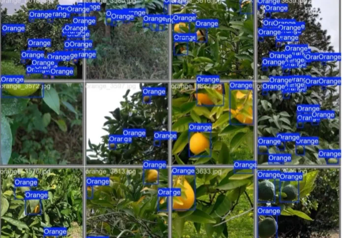 智慧农业之橙子识别数据集 橙子识别 橙子分