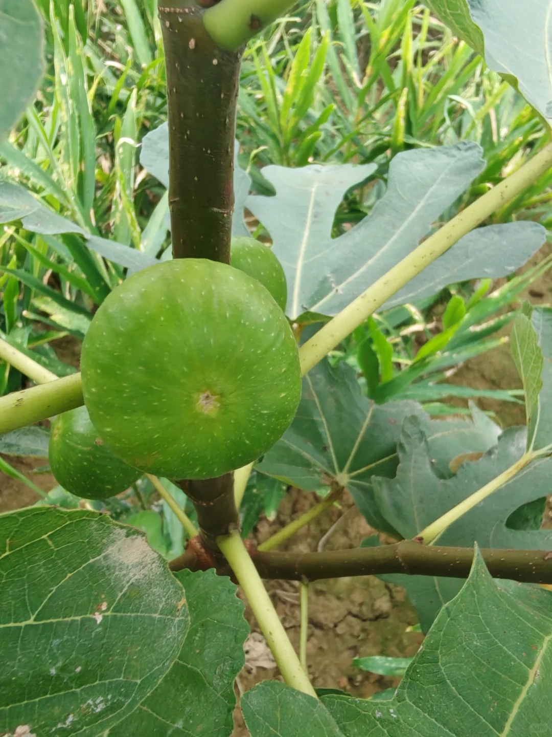 梦幻甜蜜终于开始膨胀了