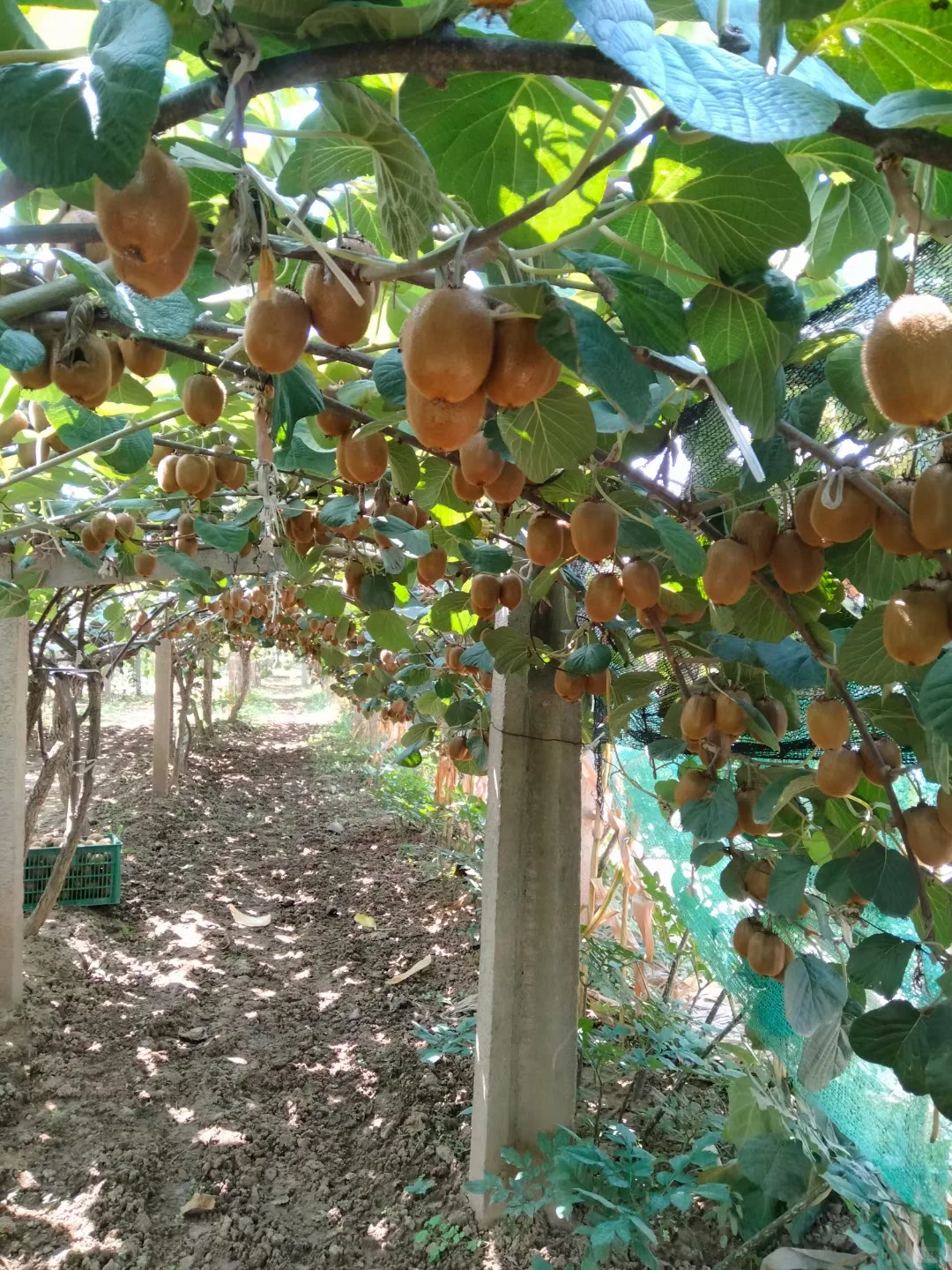 买猕猴桃?需注意