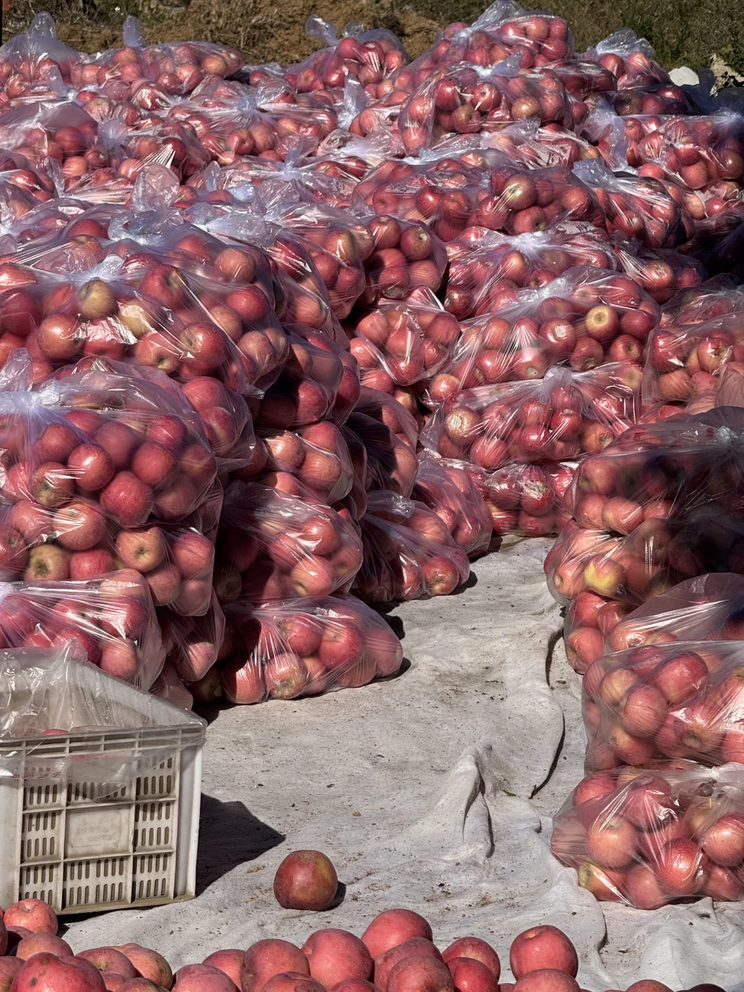 想吃烟台苹果?的，带给你们一点点震撼?