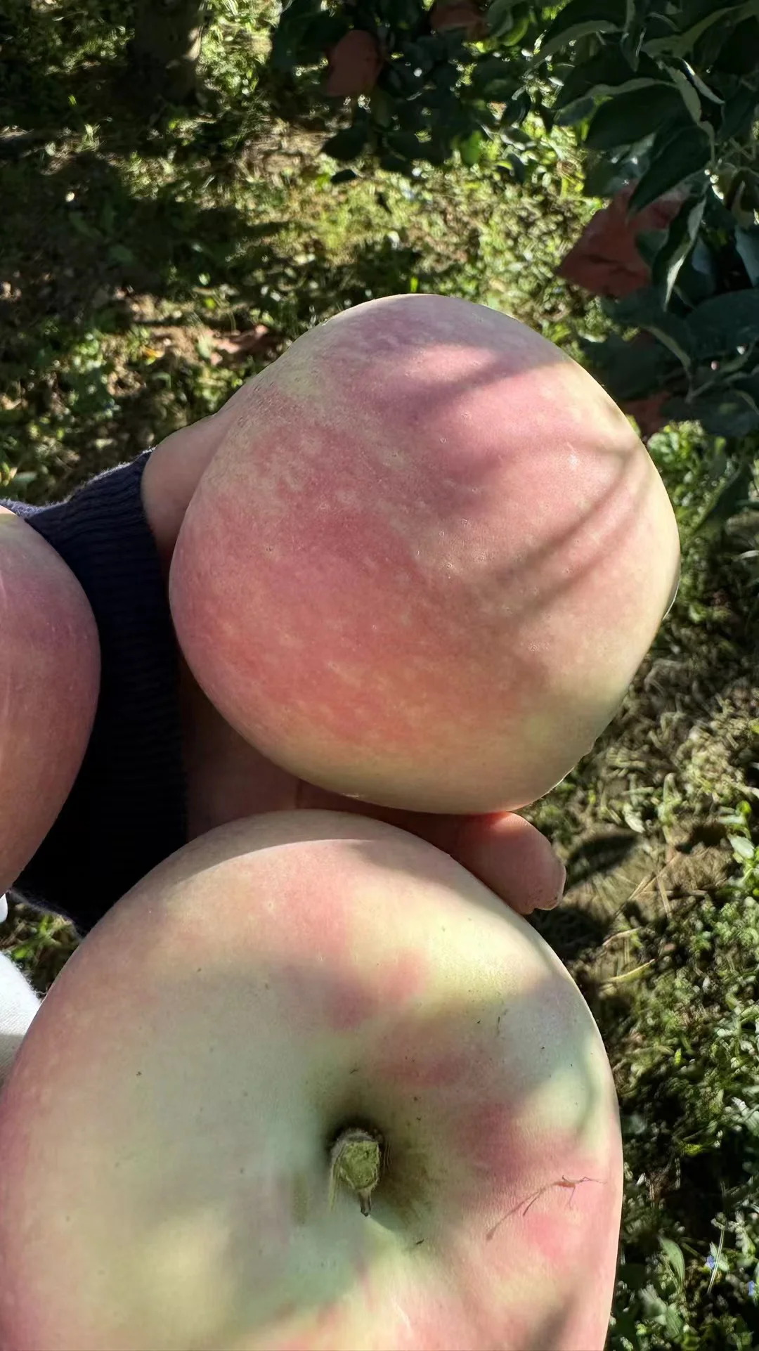 今日果园现摘～?