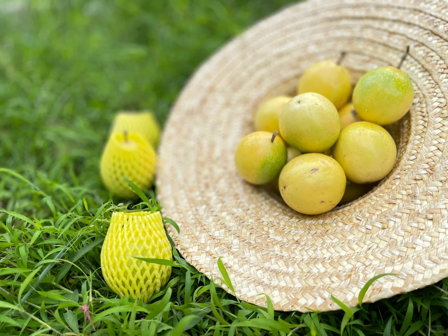 你的家乡有这种水果吗